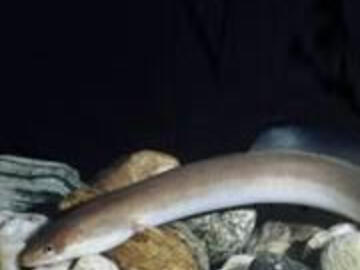 European eel, Anguilla anguilla 
Critically Endangered