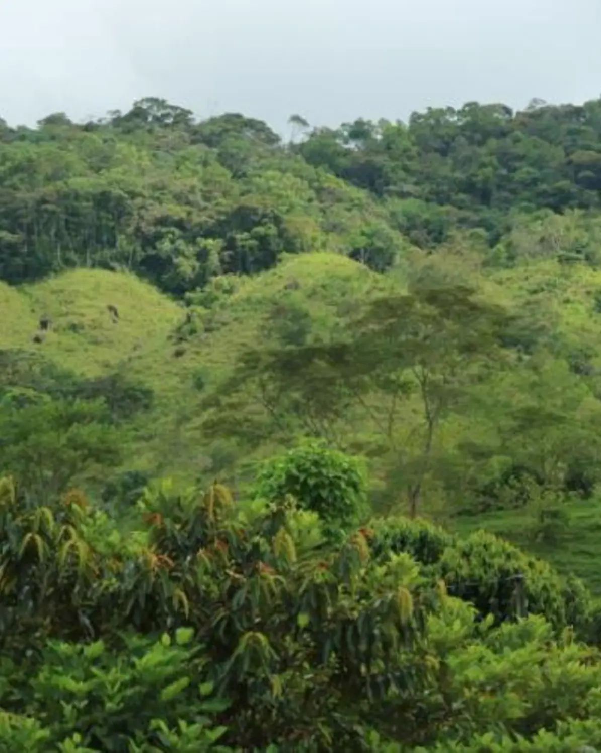 Forest landscape restoration (FLR) in Colombia. Photo: James McBreen/IUCN 