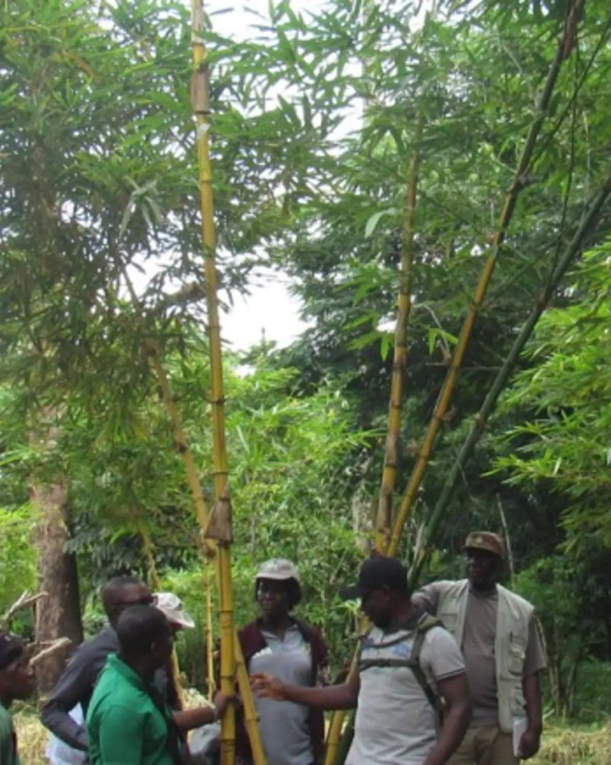 GEF TRI Cameroon