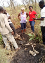 Farmers in Savé, Benin, demonstrating how yam is planted