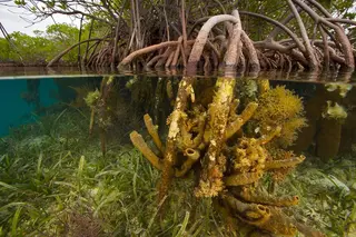 Red mangrove roots, Tunicate Cove, Belize