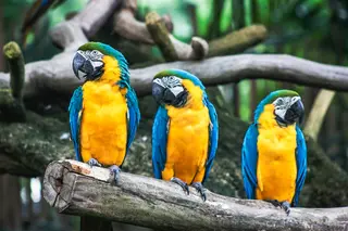 three parrots
