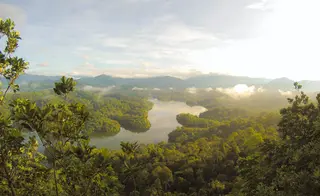 Aerial forest Malaysia