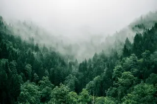 Georgia forest