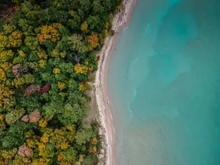 Forest coastline