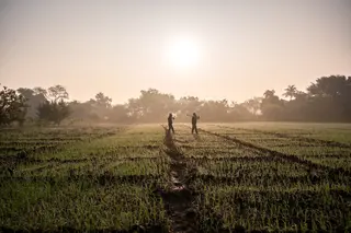 Farmers paddies