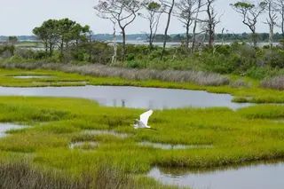Egret wetland