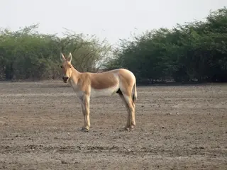 Indian wild ass