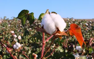 Cotton field in Andalucia, Spain