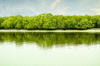 mangroves abu dhabi 2