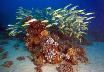 topic-marine-ecosystems-shutterstock_81855544.jpg