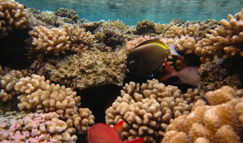 How does climate change affect coral reefs?