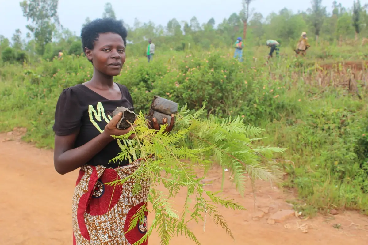 Communities are conducting Umuganda events to plant, protect and manage weed in agroforestry 