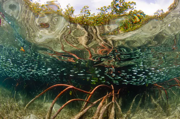underwater mangrove roots and blue fish