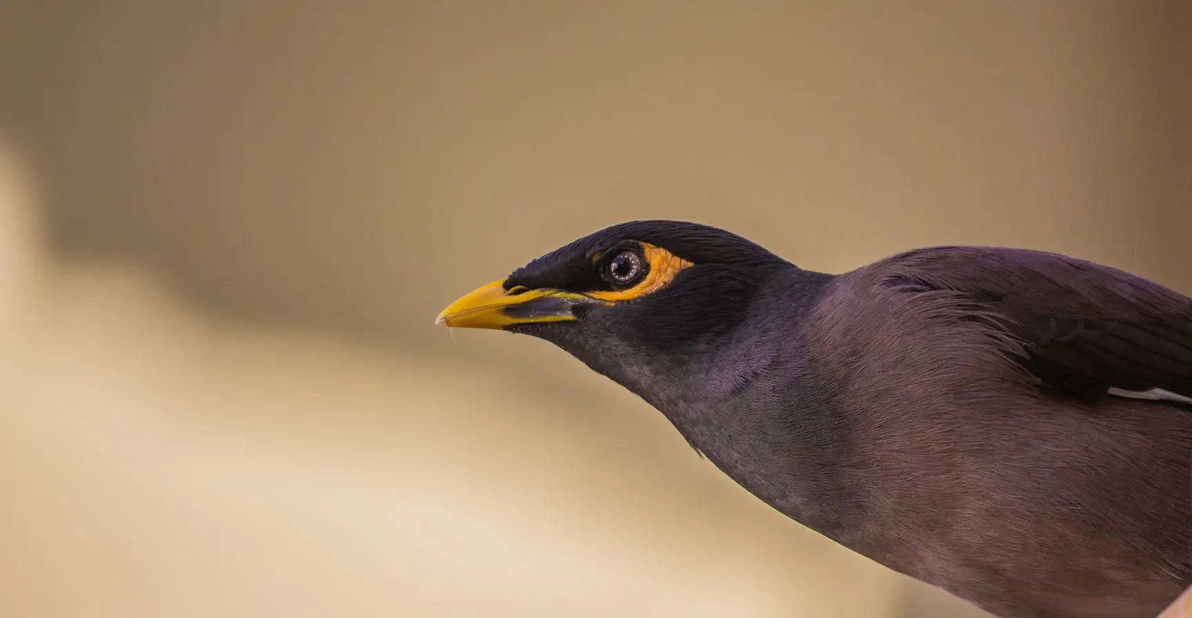 Coomon myna