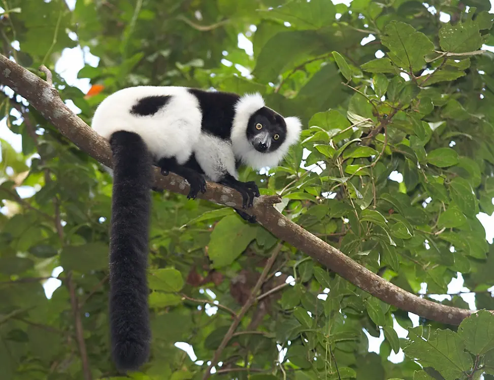 Ruffed lemur in the wild