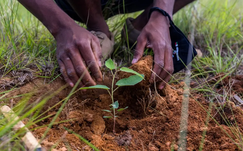 Planting can be one way to restore ecosystems