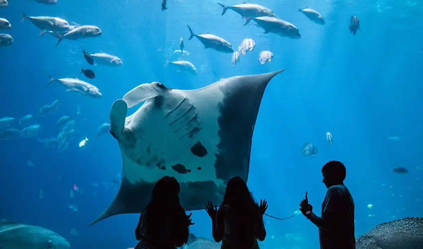 Manta ray and visitors