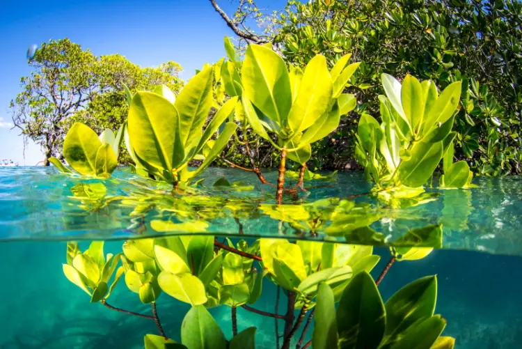Mangroves by Matt Curnock at Ocean Image Bank 