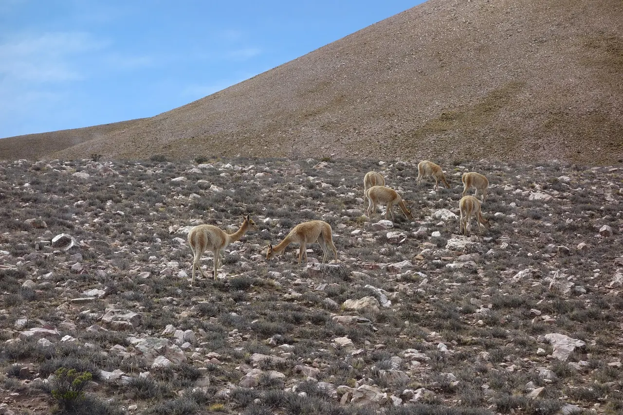 Herd of vicuña in the Andes