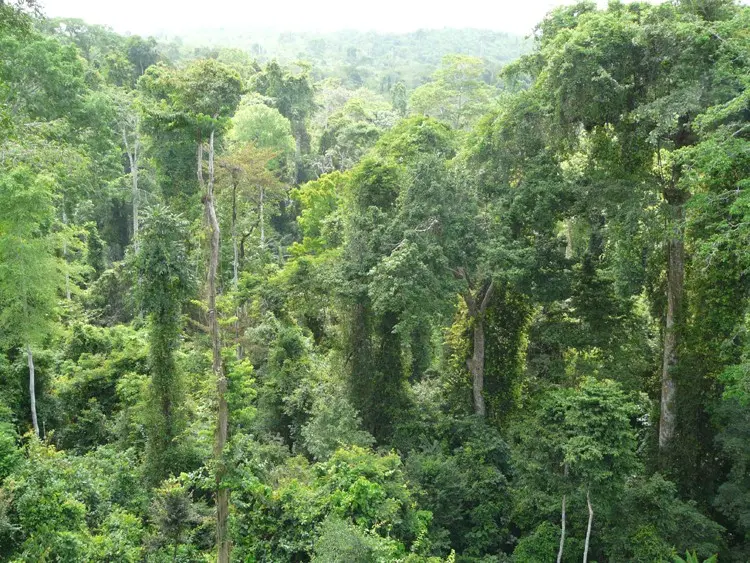 Forest in the Gulf of Guinea, Africa