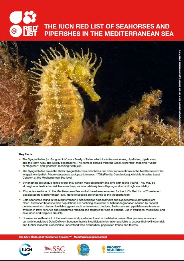 The Red List of seahorses and pipefishes in the Mediterranean Sea 