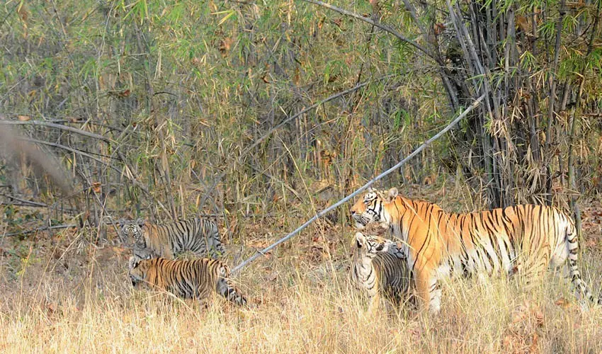 The tiger population is growing within Tadoba Andhari Tiger Reserve, India.