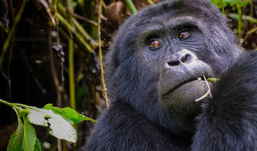 Conservation organizations are working together to protect forests and wildlife in the eastern Democratic Republic of the Congo. 