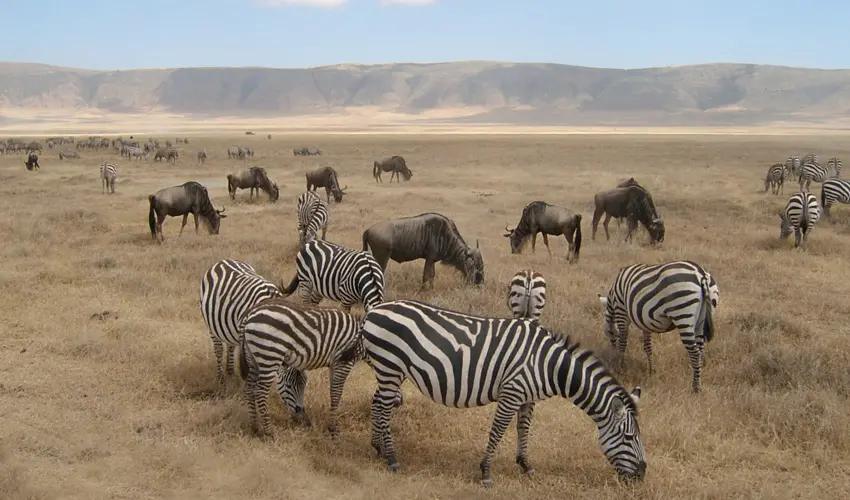 Zebras and wildebeest in Ngorongoro Crater, Tanzania.