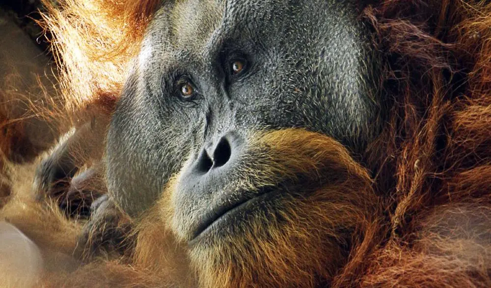 Tapanuli orangutan 