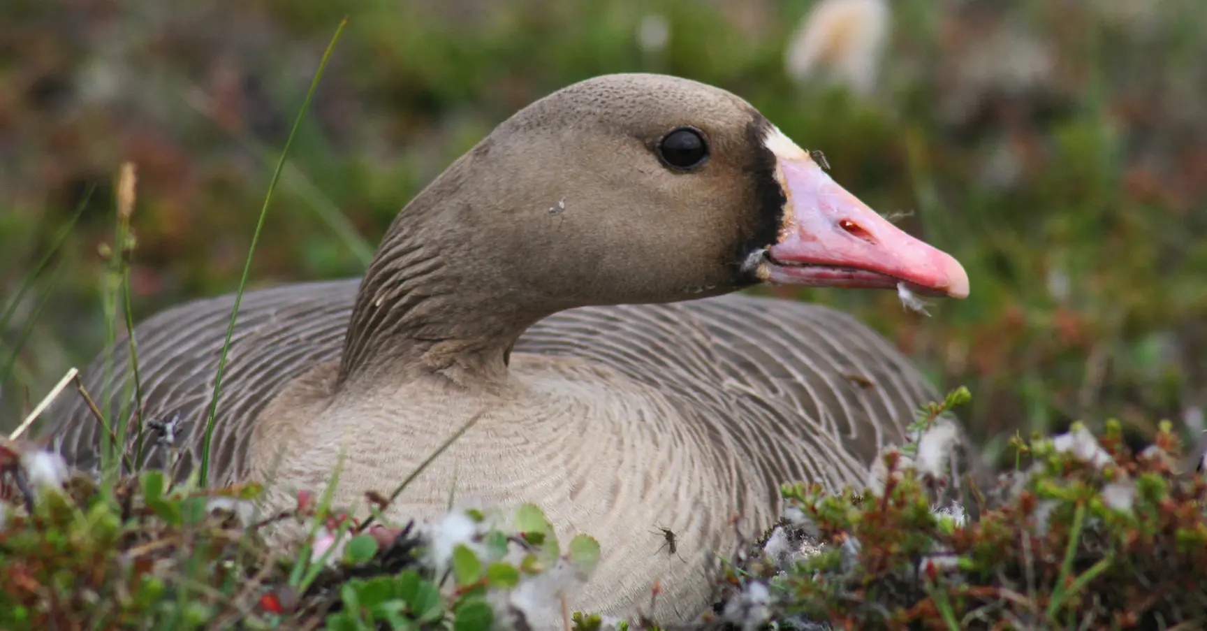 Greater White-fronted goose