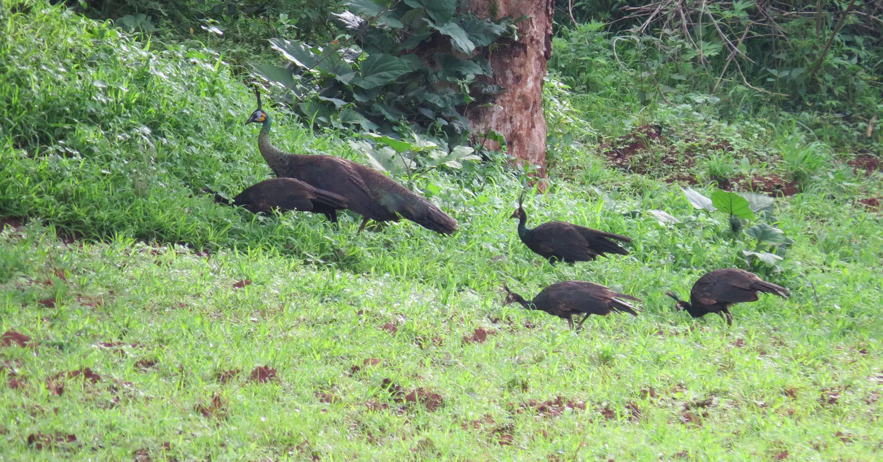 Female green peafowl (Pavo muticus) and four growing chicks