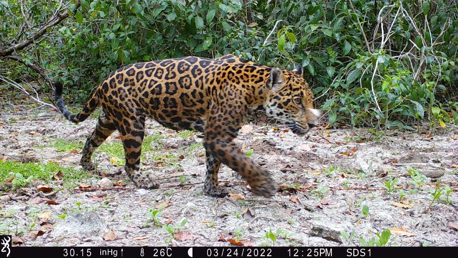 a camera trap image of a jaguar