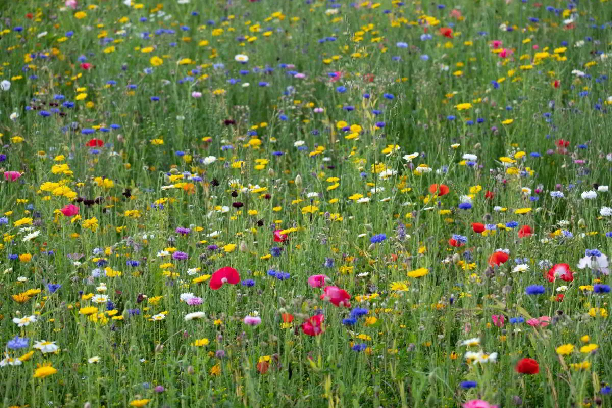 flowery meadow