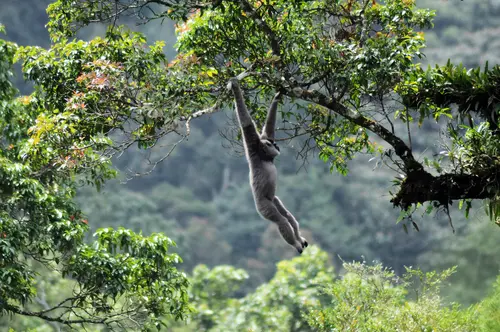 Indonesia gibbon