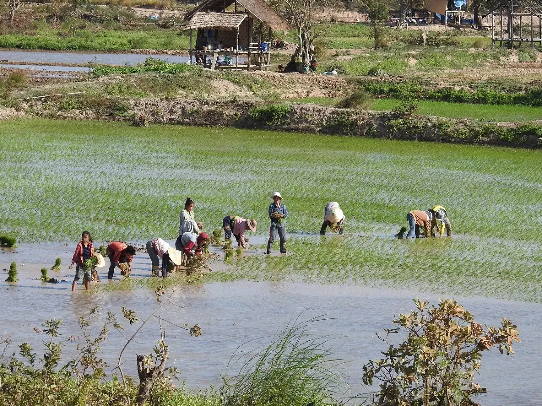 Rice farming in Lao PDR