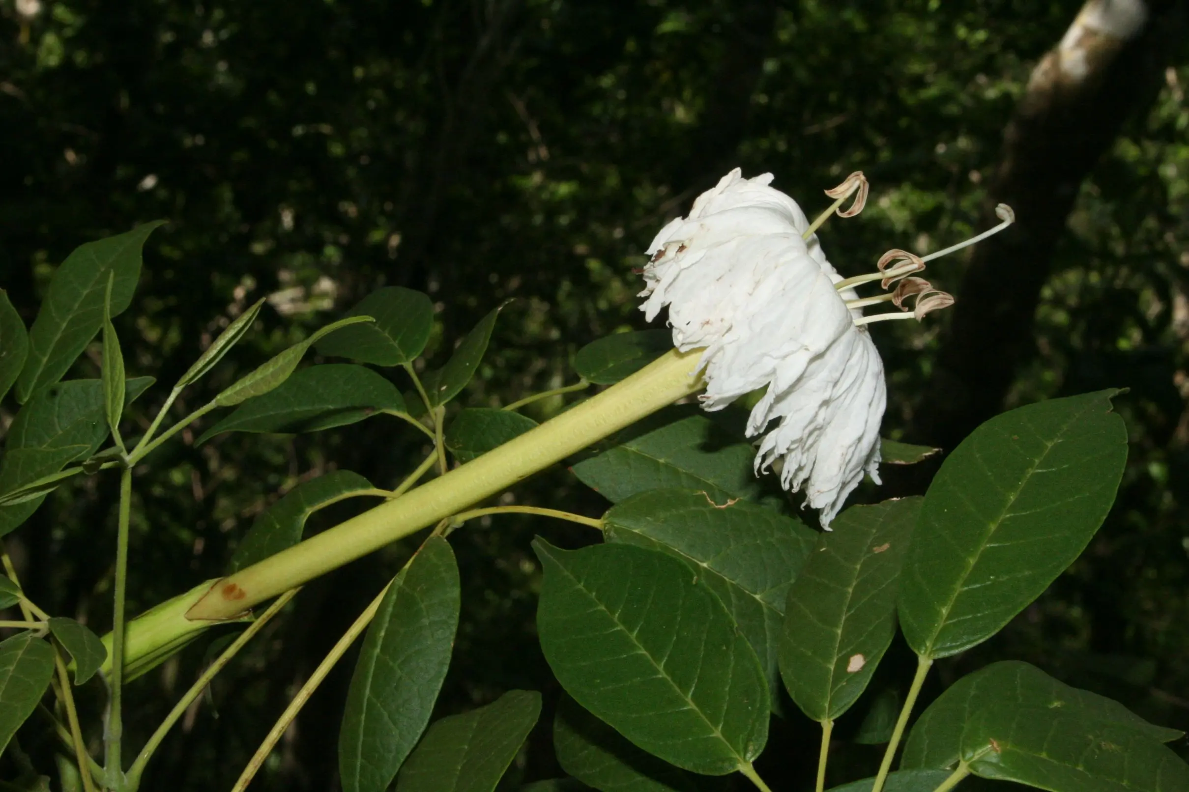 cuban plant