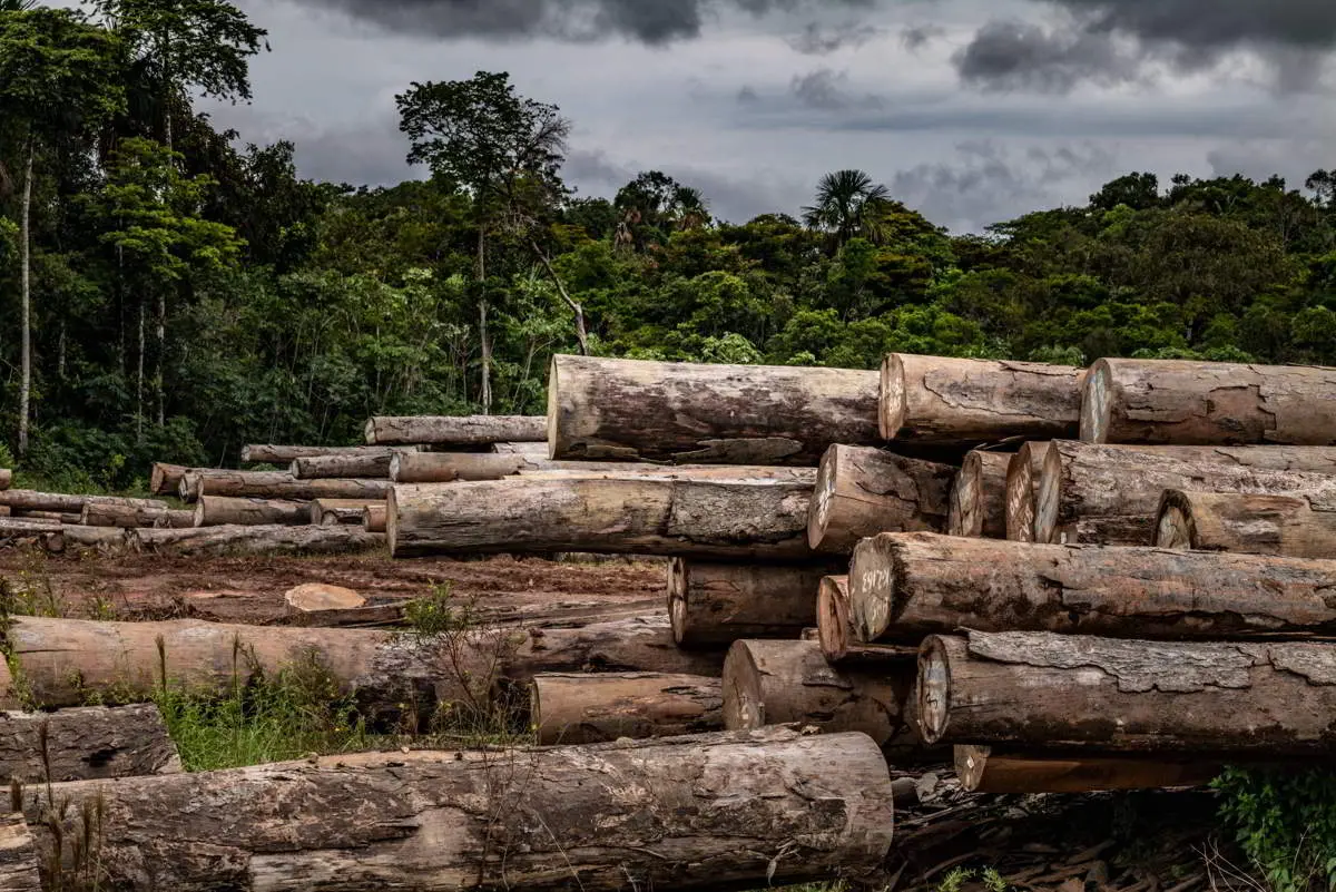 Deforestation in Suriname