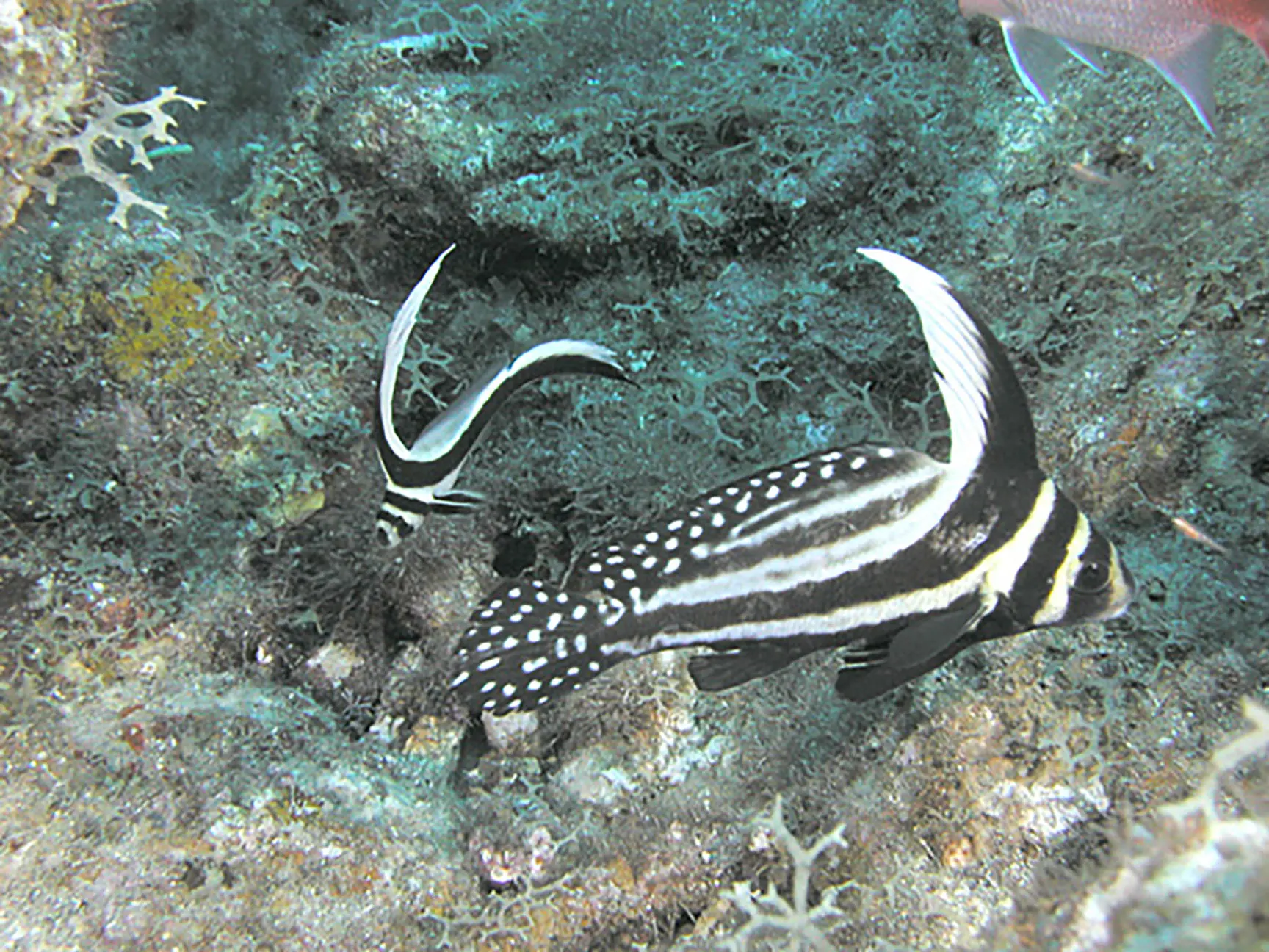 Adult and Juvenile Spotted Drumfish, St. Kitts.