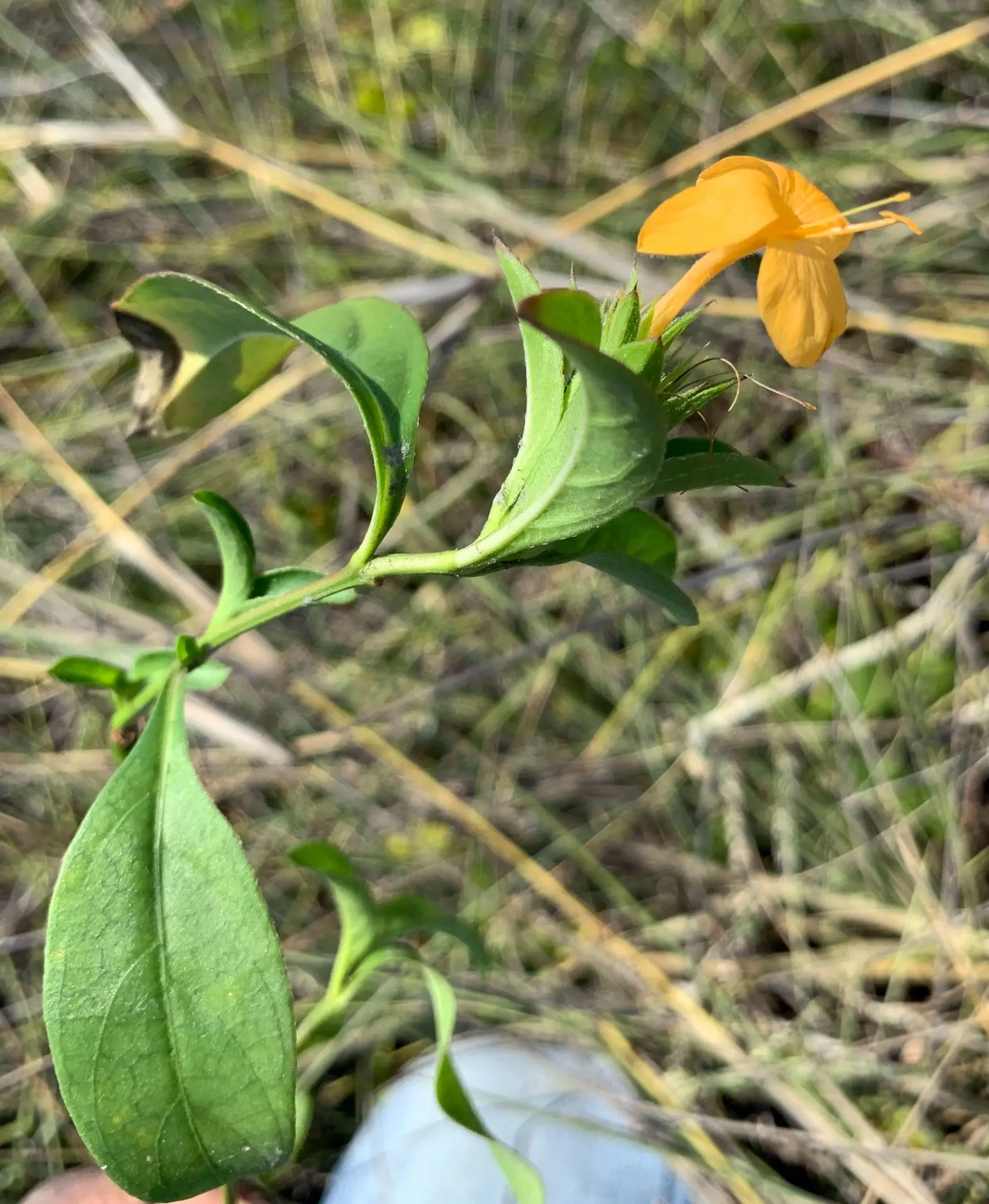 Southern African Plant