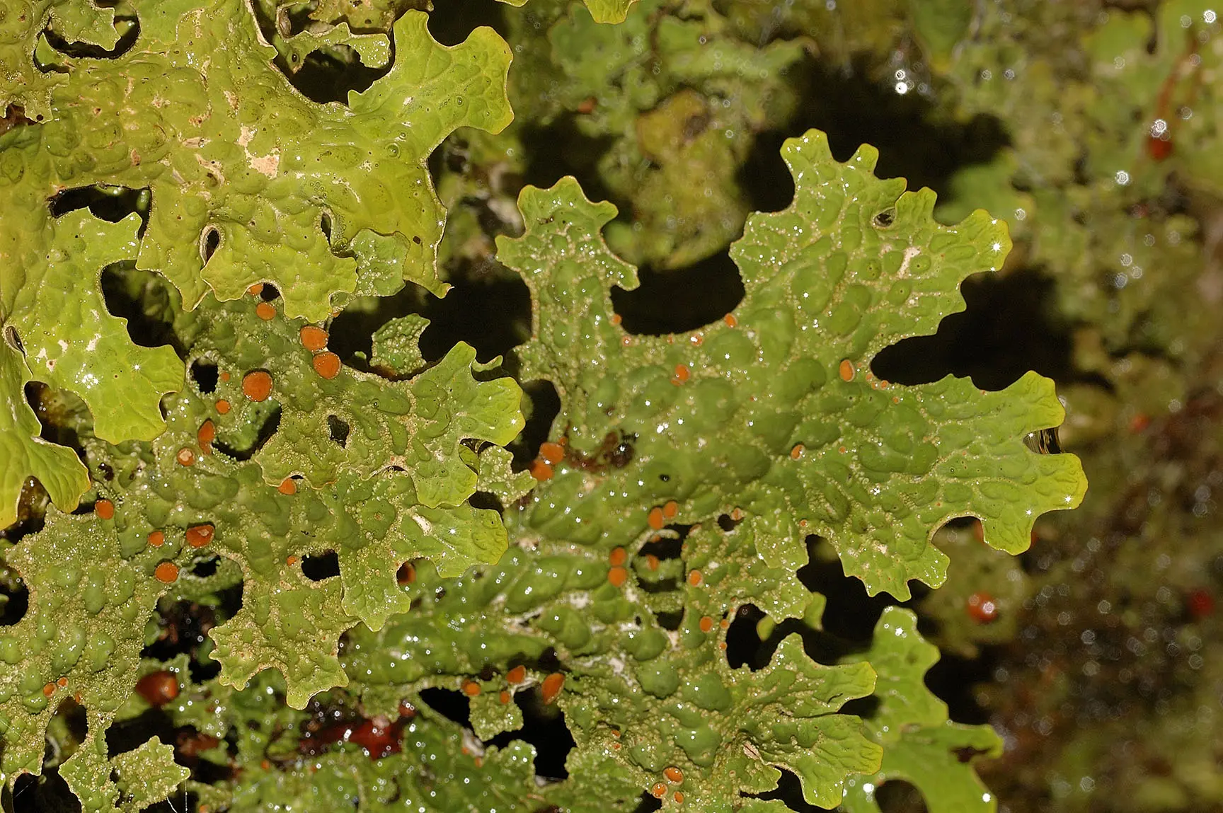 Lungwort lichen (Lobaria pulmonaria)