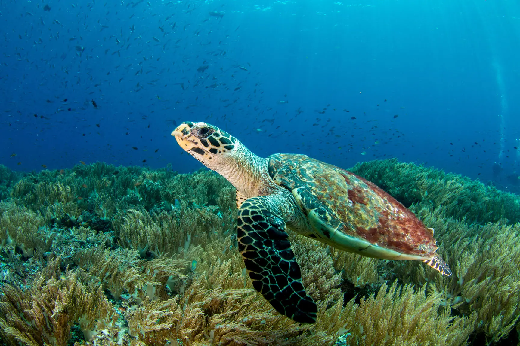 A Critically Endangered Hawksbill Sea Turtle (Eretmochelys imbricata) rests on an algae bed in the Coral Sea off Papua Burat, Indonesia.
