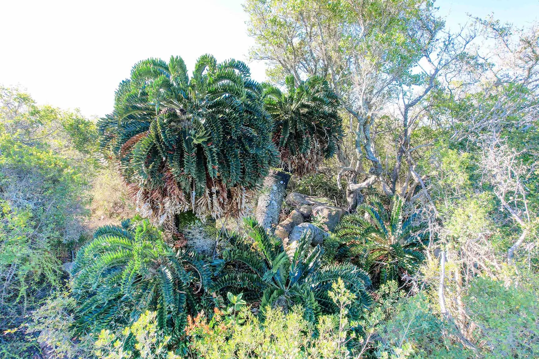 Large old plant of Critically Endangered Encephalartos latifrons, one of the species assessed for the Green List