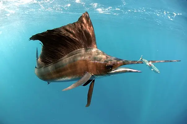 Tuna-Sailfish (Istiophorus platypterus) off Cancun. 