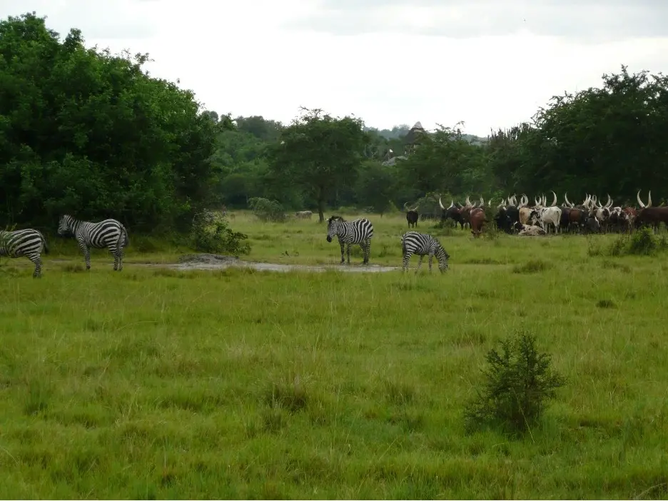 Zebra grazing with livestock in ranchlands adjacent to Lake Mburo National Park in Kiruhura District, Uganda.