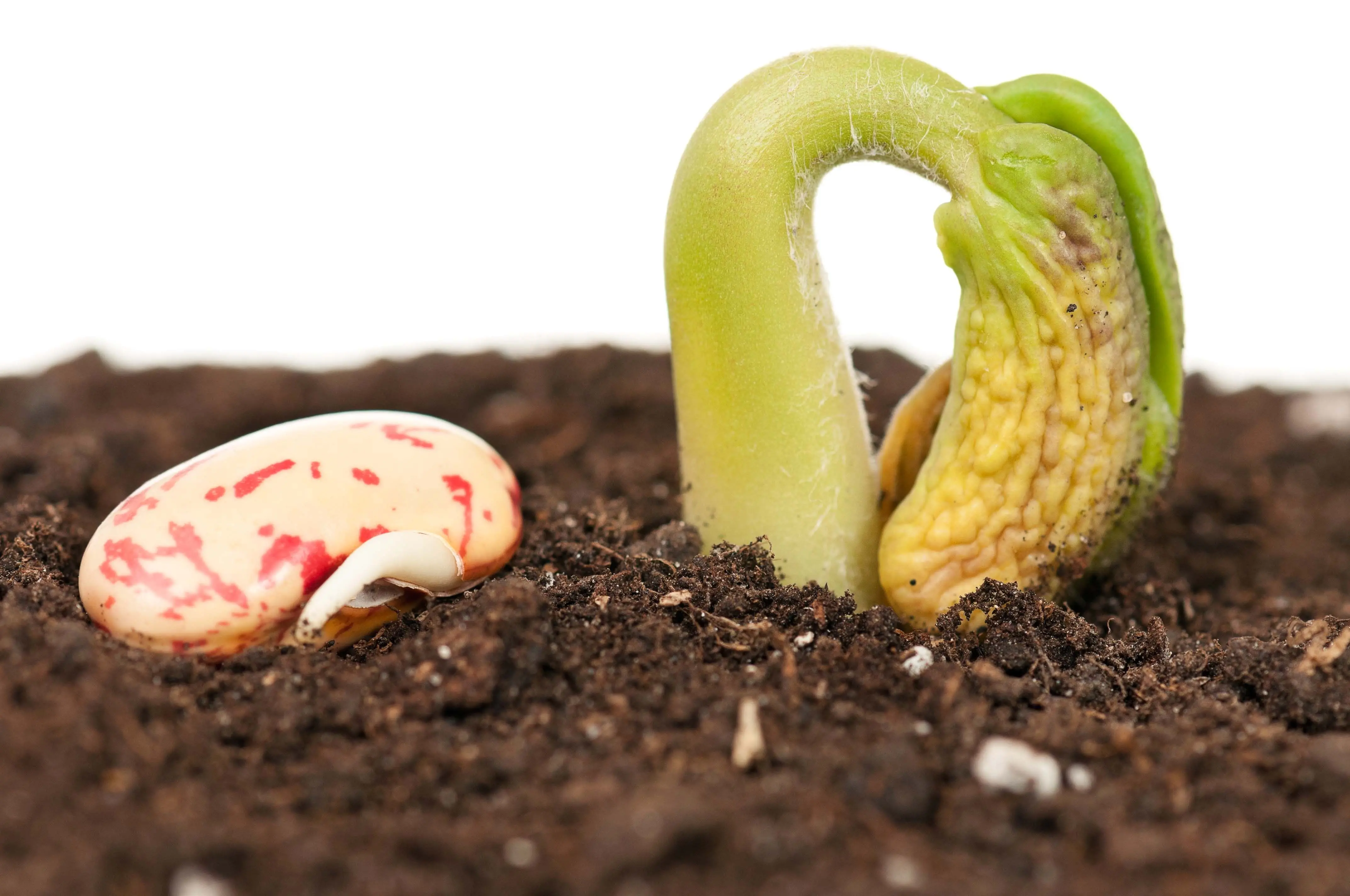 Organic agriculture SOILGUARD