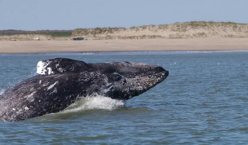 Western Gray Whale 