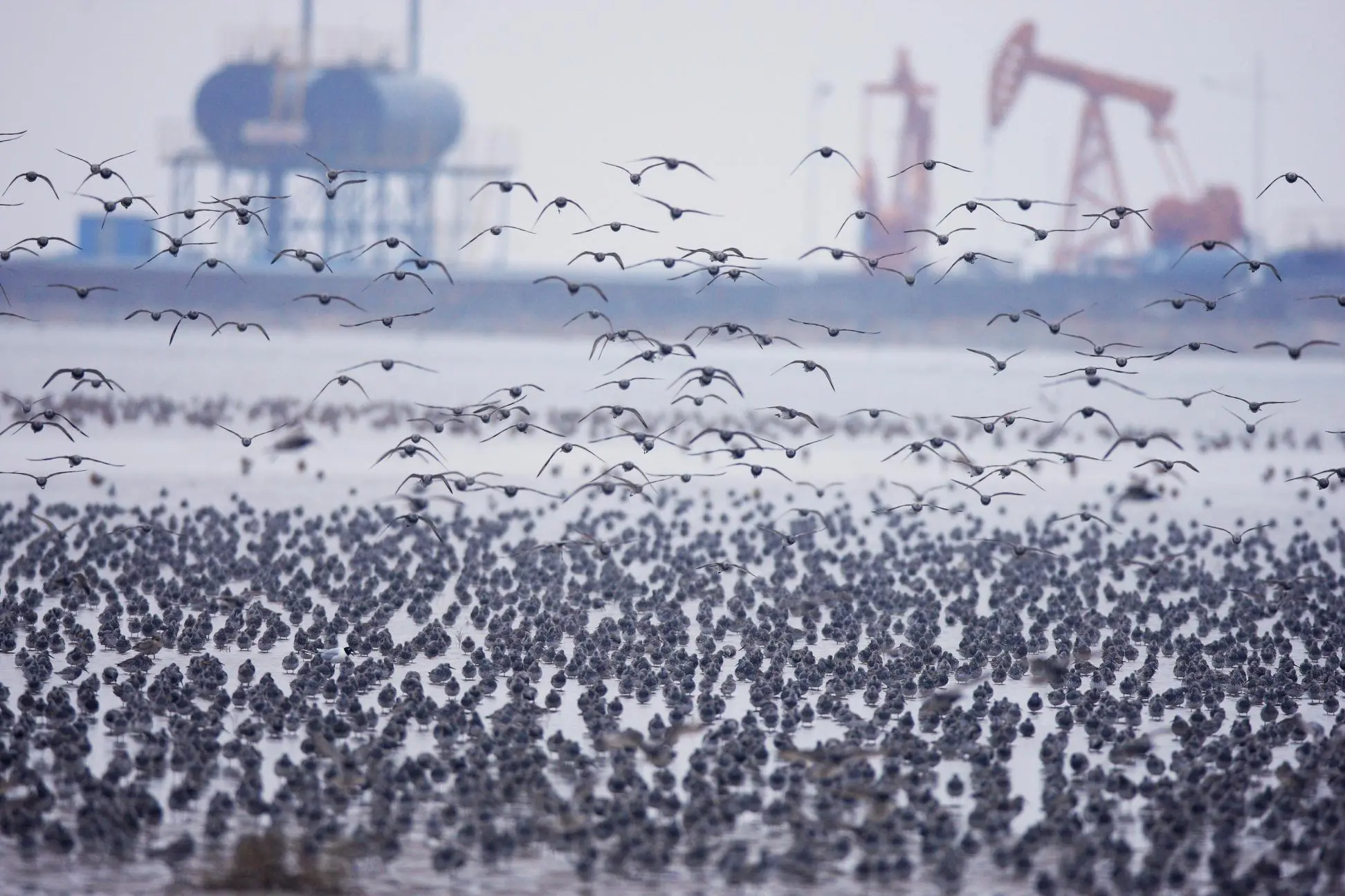 Coastal development and flock of shorebirds on a tidal flat at Shuangtai Hekou National Nature Reserve, China. ©Zhang Ming