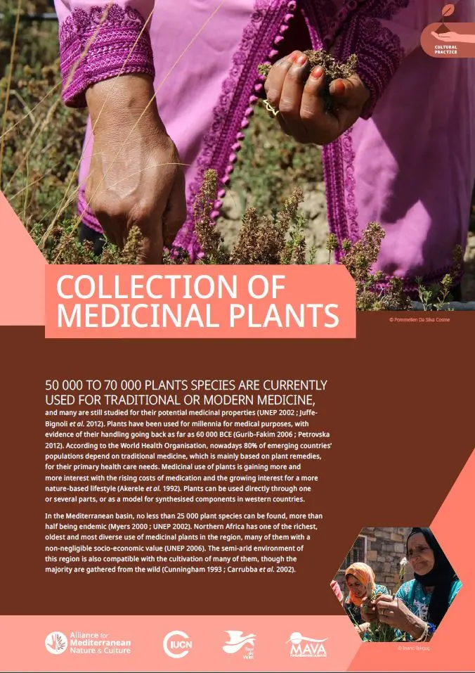 Practice collection of medicinal plants