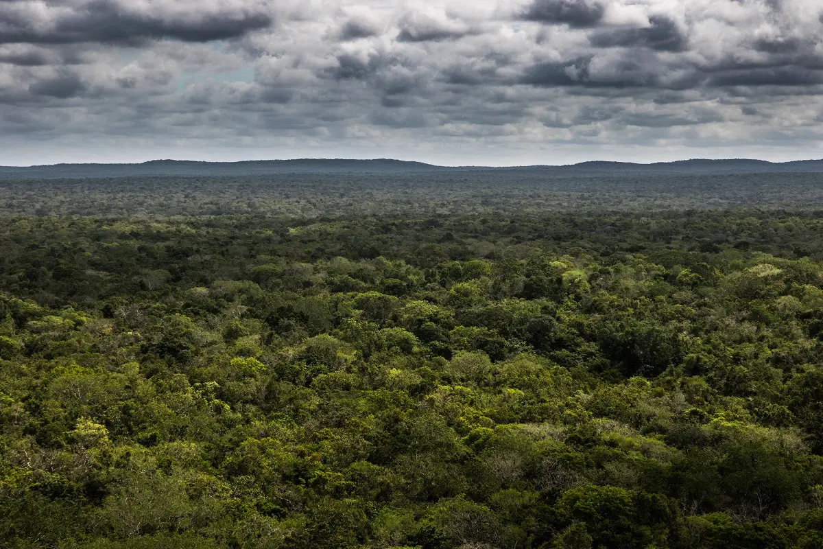 Mesoamerican forest